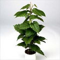 Cissus Antractica